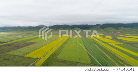 Aerial drone panorama view of cole flower filed in China 74140141