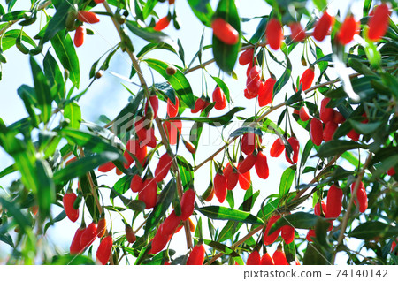 Goji berry fruits and plants in sunshine garden 74140142