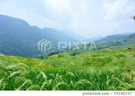 Beautiful terrace rice field in China 74140157