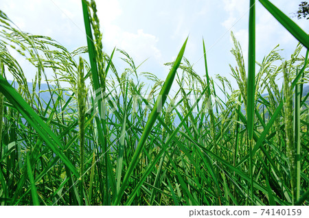 Beautiful terrace rice field in China 74140159