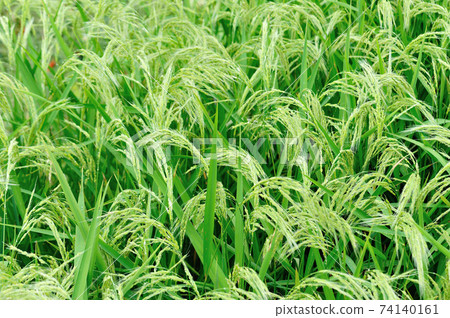 Beautiful terrace rice field in China 74140161