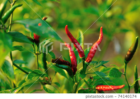 Growing  pepper Organic farming in mountains 74140174