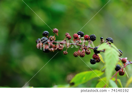blackberries growing in the nautre blackberries growing in the nautre 74140192