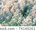 nature background,white cutter flower with blurry background 74140261