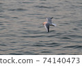 seagull 74140473