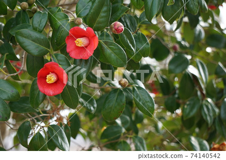 茶花 茶花 74140542