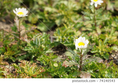 白色小花 白色小花 74140543