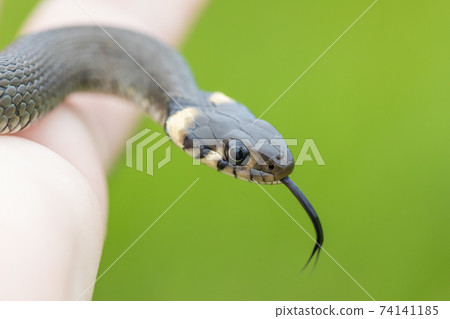 harmless small snake, grass snake, Natrix natrix harmless small snake, grass snake, Natrix natrix 74141185