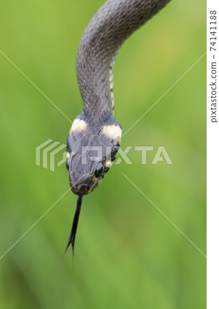 harmless small snake, grass snake, Natrix natrix harmless small snake, grass snake, Natrix natrix 74141188