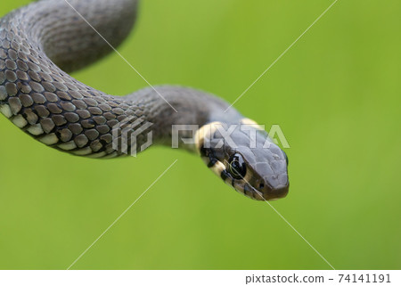 harmless small snake, grass snake, Natrix natrix harmless small snake, grass snake, Natrix natrix 74141191