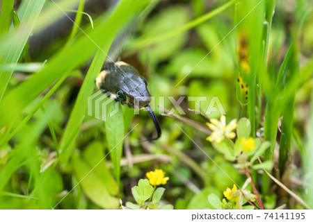 harmless small snake, grass snake, Natrix natrix 74141195