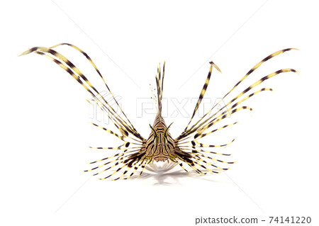 Red lionfish juvenile white background Red lionfish juvenile white background 74141220