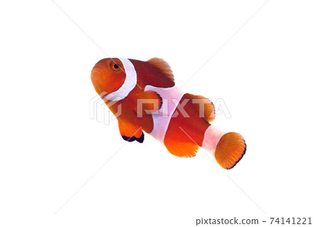 Clownfish white background Clownfish white background 74141221