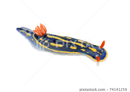 Hypselodoris white background 74141259