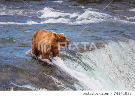 Bear on Alaska 74141982