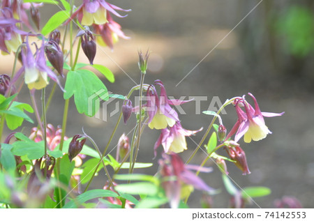 Spring flower: Columbine A wild grass of the ranunculaceae family that blooms from spring to summer Spring flower: Columbine A wild grass of the ranunculaceae family that blooms from spring to summer 74142553