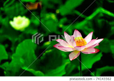 蓮花 蓮花 74143562