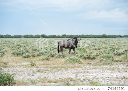 Blue wildebeest 74144291
