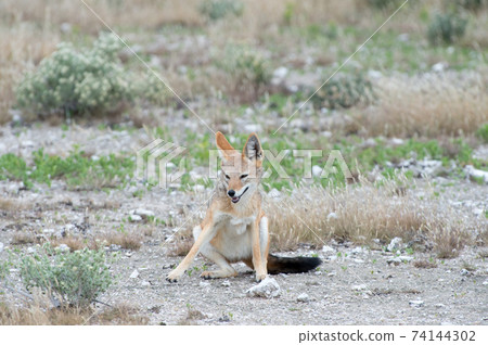Black-backed jackal 74144302