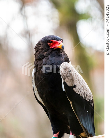 Bateleur with a red face Bateleur with a red face 74145025