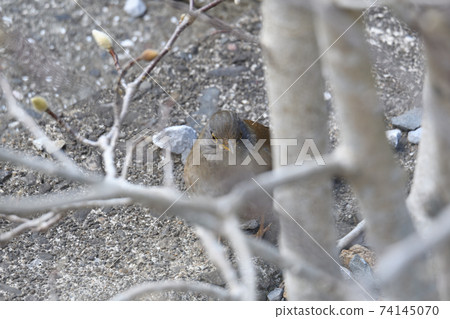 Winter birds Winter birds 74145070