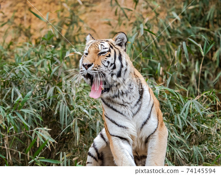 A tiger standing in a bamboo bush, open your mouth wide A tiger standing in a bamboo bush, open your mouth wide 74145594