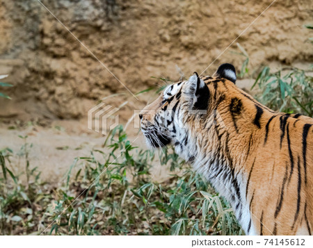 關在籠子裡的老虎 關在籠子裡的老虎 74145612