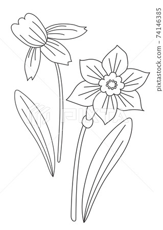Spring flower narcissus. Flower, bud and leaves. Vector drawing. Black Line, outline. White background 74146385