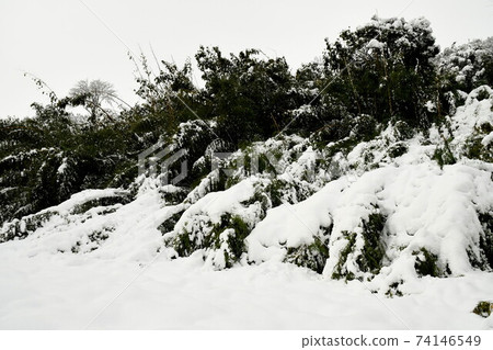 Bamboo in the back mountain that fell due to heavy snow Bamboo in the back mountain that fell due to heavy snow 74146549