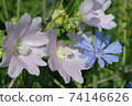 Wild mallow and chicory flowers 74146626