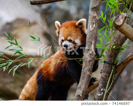 Cute red panda meal 74146897