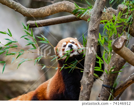 Cute red panda meal Cute red panda meal 74146912