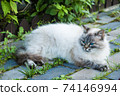 Neva Masquerade cat with big blue eyes laying on walkway 74146994
