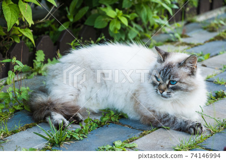Neva Masquerade cat with big blue eyes laying on walkway Neva Masquerade cat with big blue eyes laying on walkway 74146994