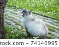 Neva Masquerade cat yawns walking in garden 74146995