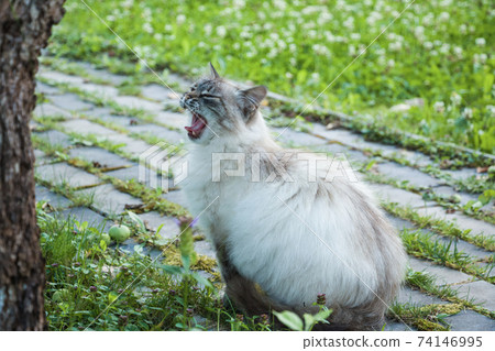 Neva Masquerade cat yawns walking in garden 74146995