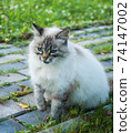Neva Masquerade cat with big blue eyes sitting on walkway 74147002