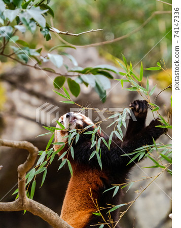 Cute red panda meal Cute red panda meal 74147336