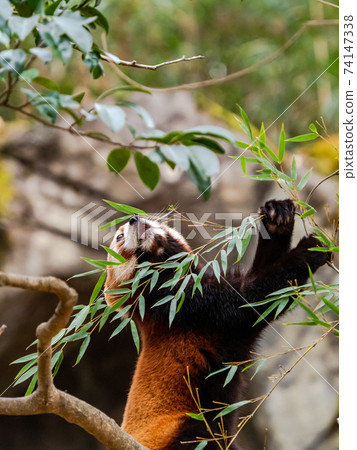 Cute red panda meal 74147338