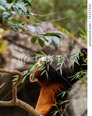 Cute red panda meal Cute red panda meal 74147342