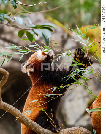 Cute red panda meal Cute red panda meal 74147343