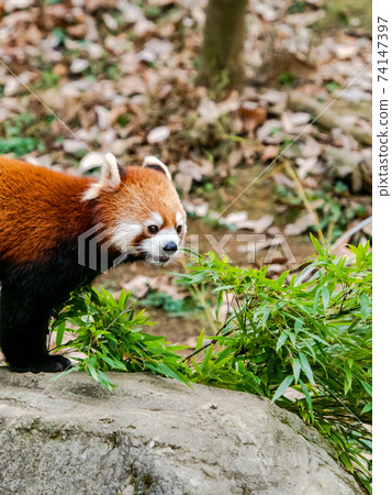 Cute red panda meal Cute red panda meal 74147397