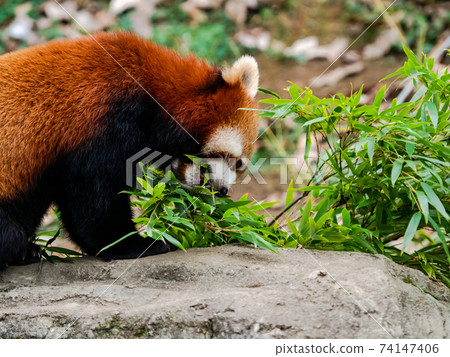Cute red panda meal Cute red panda meal 74147406