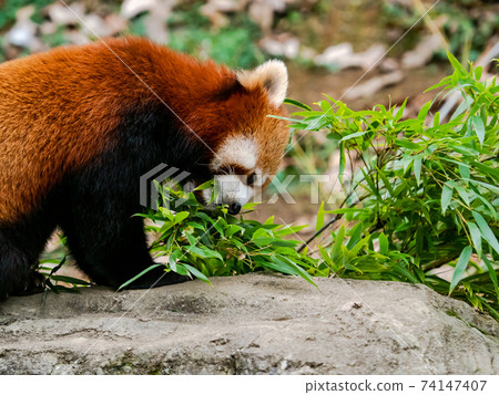 Cute red panda meal Cute red panda meal 74147407