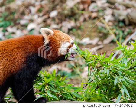 Cute red panda meal Cute red panda meal 74147408