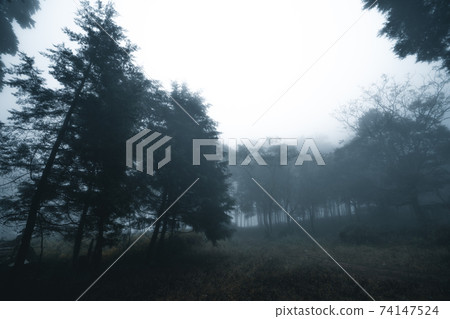 Misty forest,Fog and pine forest in the winter tropical forest 74147524