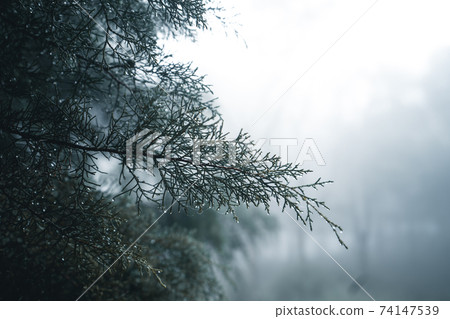Misty forest,Fog and pine forest in the winter tropical forest Misty forest,Fog and pine forest in the winter tropical forest 74147539