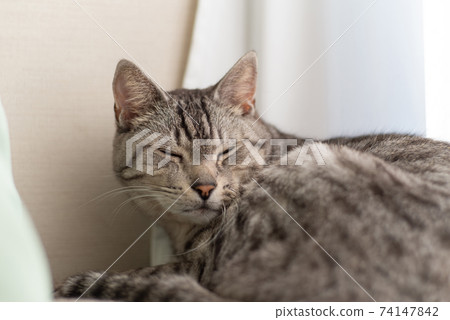 Relaxing cat, Sabatra cat Relaxing cat, Sabatra cat 74147842
