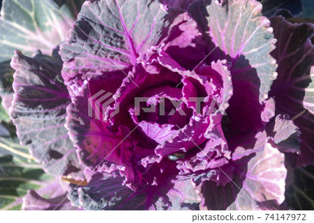 Red-purple leaf peony close-up Red-purple leaf peony close-up 74147972