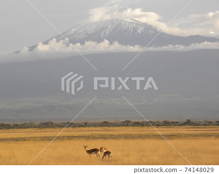 Kilimanjaro and Impala seen from Amboseli National Kilimanjaro and Impala seen from Amboseli National 74148029